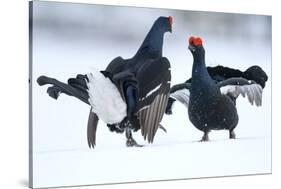 Black Grouse (Tetrao tetrix) males fighting at lek in the snow, Tver, Russia-Sergey Gorshkov-Stretched Canvas