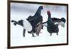 Black Grouse (Tetrao tetrix) males fighting at lek in the snow, Tver, Russia-Sergey Gorshkov-Framed Photographic Print