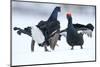 Black Grouse (Tetrao tetrix) males fighting at lek in the snow, Tver, Russia-Sergey Gorshkov-Mounted Photographic Print