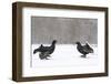 Black Grouse (Tetrao tetrix) males fighting at lek in the snow, Tver, Russia-Sergey Gorshkov-Framed Premium Photographic Print