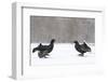 Black Grouse (Tetrao tetrix) males fighting at lek in the snow, Tver, Russia-Sergey Gorshkov-Framed Premium Photographic Print