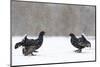 Black Grouse (Tetrao tetrix) males fighting at lek in the snow, Tver, Russia-Sergey Gorshkov-Mounted Premium Photographic Print