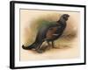 Black Grouse (Tetrau tetrix), 1900, (1900)-Charles Whymper-Framed Giclee Print