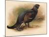 Black Grouse (Tetrau tetrix), 1900, (1900)-Charles Whymper-Mounted Giclee Print