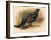 Black Grouse (Tetrau tetrix), 1900, (1900)-Charles Whymper-Framed Giclee Print