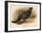 Black Grouse (Tetrau tetrix), 1900, (1900)-Charles Whymper-Framed Giclee Print