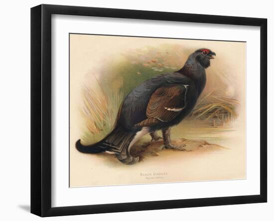 Black Grouse (Tetrau tetrix), 1900, (1900)-Charles Whymper-Framed Giclee Print