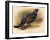 Black Grouse (Tetrau tetrix), 1900, (1900)-Charles Whymper-Framed Giclee Print