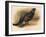 Black Grouse (Tetrau tetrix), 1900, (1900)-Charles Whymper-Framed Giclee Print