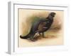 Black Grouse (Tetrau tetrix), 1900, (1900)-Charles Whymper-Framed Giclee Print