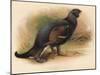 Black Grouse (Tetrau tetrix), 1900, (1900)-Charles Whymper-Mounted Giclee Print