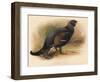 Black Grouse (Tetrau tetrix), 1900, (1900)-Charles Whymper-Framed Giclee Print