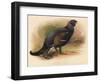 Black Grouse (Tetrau tetrix), 1900, (1900)-Charles Whymper-Framed Giclee Print