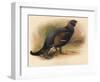 Black Grouse (Tetrau tetrix), 1900, (1900)-Charles Whymper-Framed Giclee Print