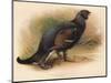 Black Grouse (Tetrau tetrix), 1900, (1900)-Charles Whymper-Mounted Giclee Print