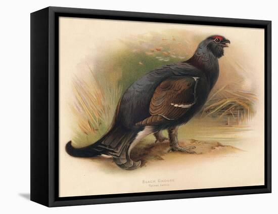 Black Grouse (Tetrau tetrix), 1900, (1900)-Charles Whymper-Framed Stretched Canvas
