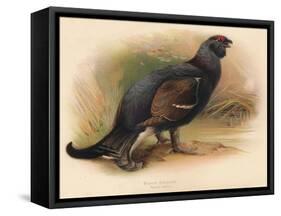 Black Grouse (Tetrau tetrix), 1900, (1900)-Charles Whymper-Framed Stretched Canvas