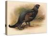 Black Grouse (Tetrau tetrix), 1900, (1900)-Charles Whymper-Stretched Canvas