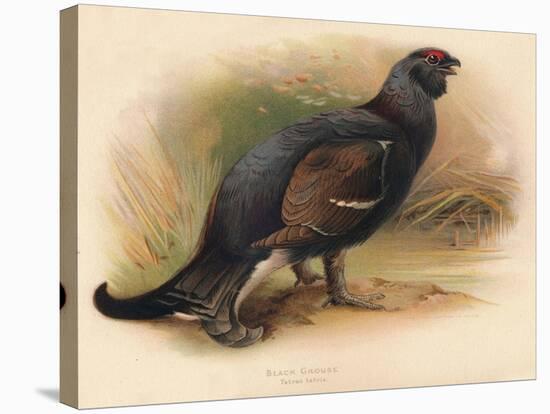 Black Grouse (Tetrau tetrix), 1900, (1900)-Charles Whymper-Stretched Canvas