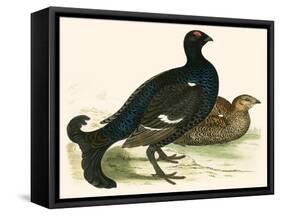 Black Grouse-Beverley R. Morris-Framed Stretched Canvas