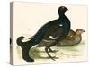 Black Grouse-Beverley R. Morris-Stretched Canvas