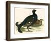 Black Grouse-Beverley R. Morris-Framed Giclee Print