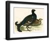 Black Grouse-Beverley R. Morris-Framed Giclee Print