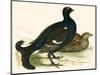 Black Grouse-Beverley R. Morris-Mounted Giclee Print