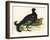 Black Grouse-Beverley R. Morris-Framed Giclee Print