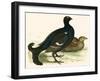 Black Grouse-Beverley R. Morris-Framed Giclee Print