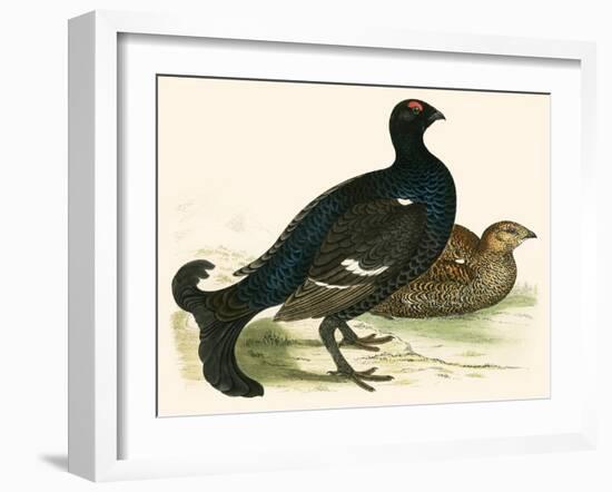 Black Grouse-Beverley R. Morris-Framed Giclee Print