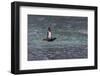 Black Guillemot (Cepphus Grylle) Taking Flight-Michael Nolan-Framed Photographic Print