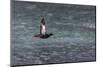 Black Guillemot (Cepphus Grylle) Taking Flight-Michael Nolan-Mounted Photographic Print