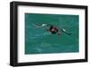 Black guillemot holding fish in beak, Scotland-Terry Whittaker-Framed Photographic Print