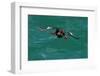 Black guillemot holding fish in beak, Scotland-Terry Whittaker-Framed Photographic Print