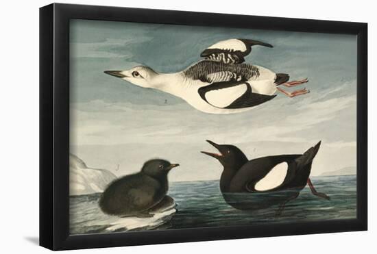 Black Guillemot-null-Framed Poster