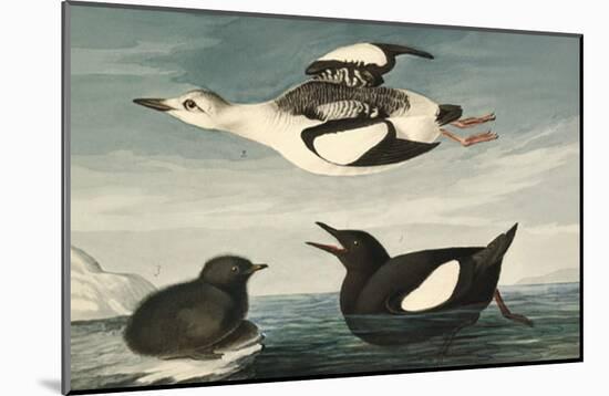 Black Guillemot-null-Mounted Poster