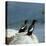 Black Guillemot-CM Dixon-Stretched Canvas