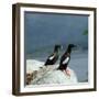 Black Guillemot-CM Dixon-Framed Photographic Print