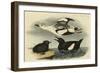 Black Guillemot-John James Audubon-Framed Art Print