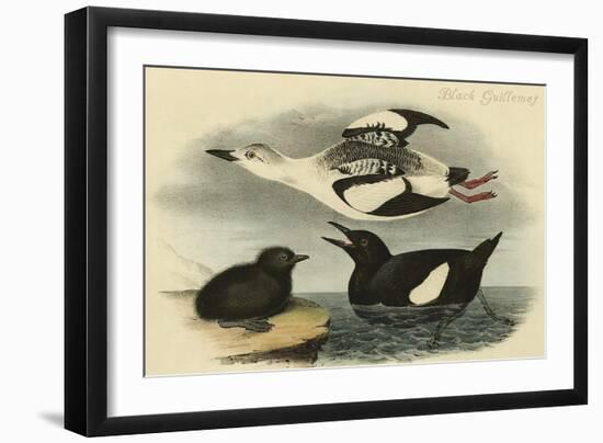 Black Guillemot-John James Audubon-Framed Art Print