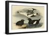 Black Guillemot-John James Audubon-Framed Art Print