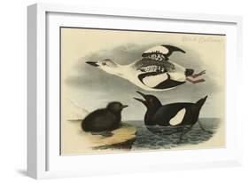 Black Guillemot-John James Audubon-Framed Art Print