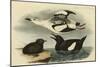 Black Guillemot-John James Audubon-Mounted Art Print