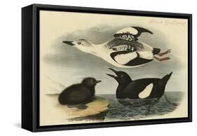 Black Guillemot-John James Audubon-Framed Stretched Canvas
