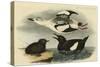 Black Guillemot-John James Audubon-Stretched Canvas