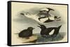 Black Guillemot-John James Audubon-Framed Stretched Canvas