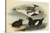 Black Guillemot-John James Audubon-Stretched Canvas