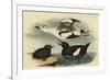 Black Guillemot-John James Audubon-Framed Premium Giclee Print