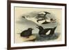 Black Guillemot-John James Audubon-Framed Premium Giclee Print